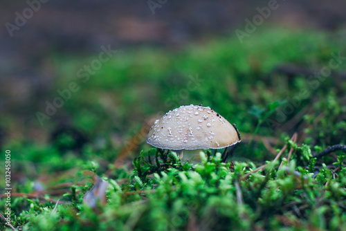 Amanita Pantherina, Known as the Panther Cap, False Blusher and Panther Amanita: Healing and Medicinal Mushroom Growing in Forest. Can Be Used for Micro Dosing, Spiritual Practices and Shaman Rituals photo