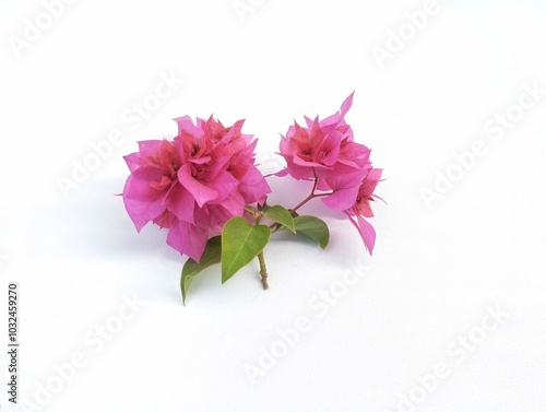 Bougainvillea spectabilis, great bougainvillea isolated on white background  photo