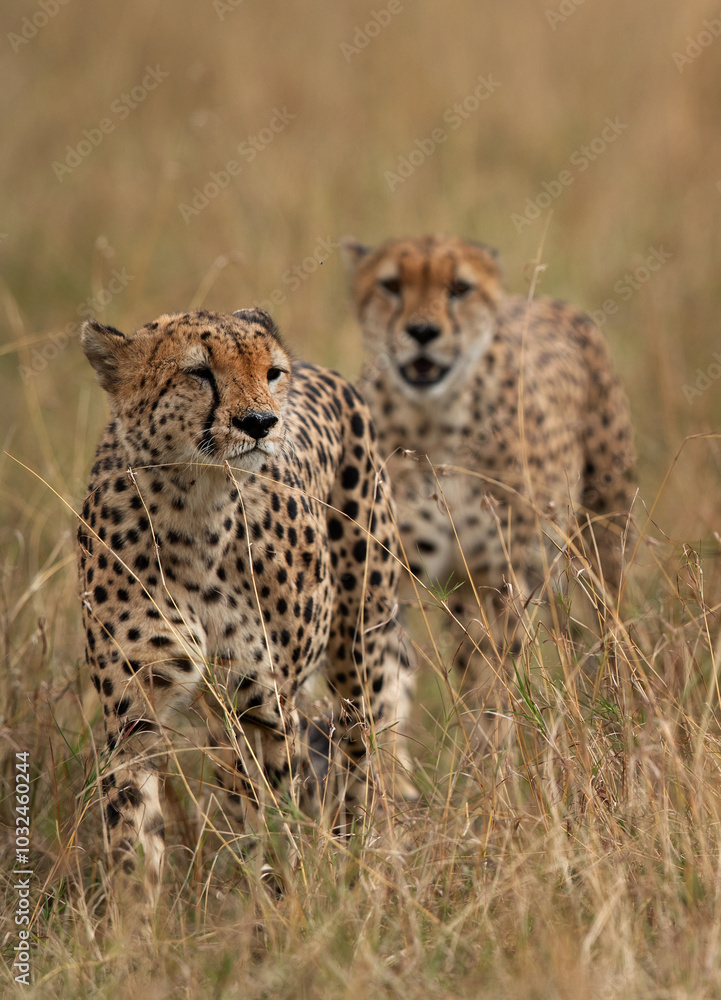 A pair of Cheetah walking in the mid of grasses at Masai Mara