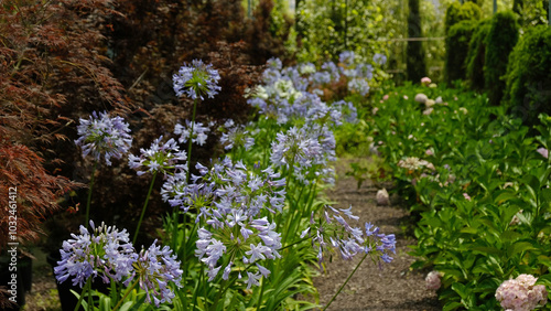 Close-up of Beautiful Purple Long-stemmed Purple Flowers of Agapanthus Praecox. Deep blue agapanthus growing in a gardens herbaceous border. Agapanthus africanus, or the African lily.