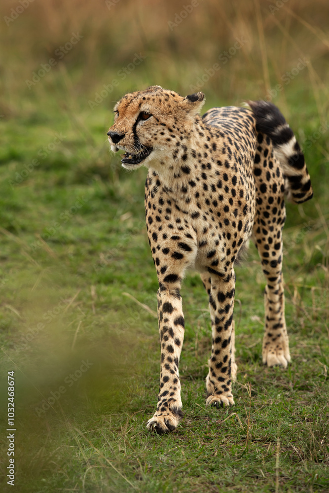 Portrait of a Cheetah at Masai Mara, Kenya Portrait of a Cheetah at Masai Mara, Kenya