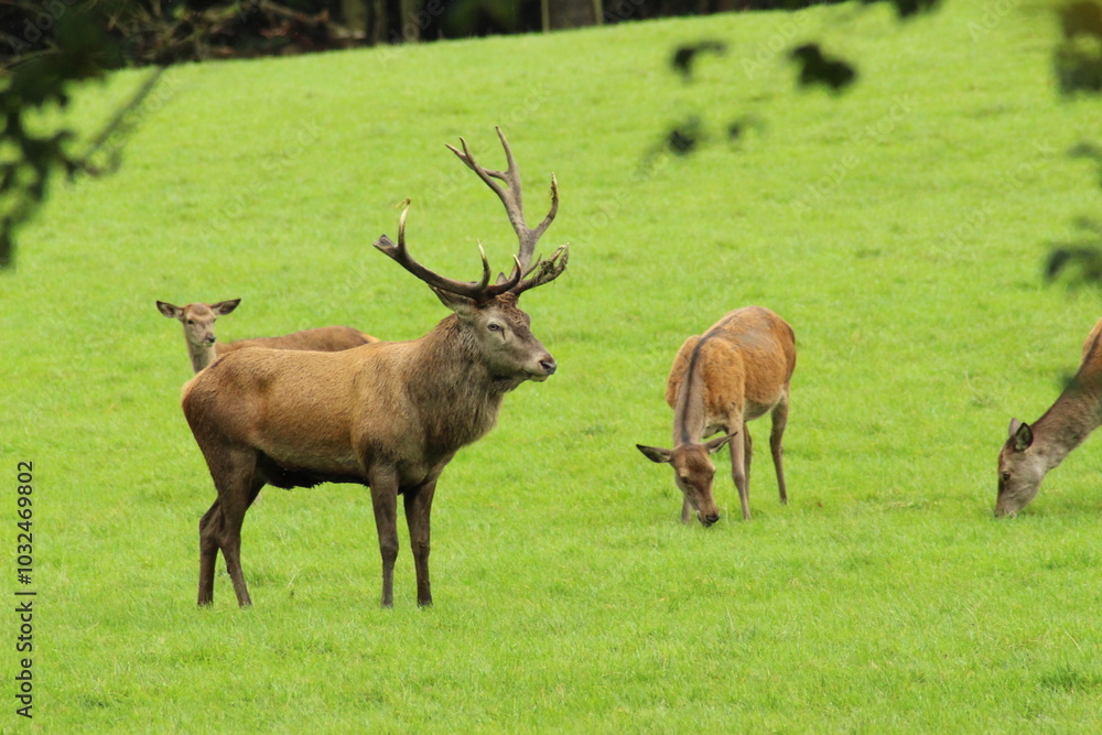 Male red deer with impressive antlers on a green meadow Male red deer with impressive antlers on a green meadow