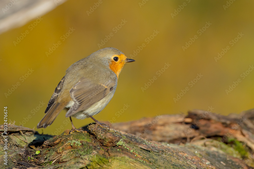 The European robin - at the wet forest in autumn The European robin - at the wet forest in autumn