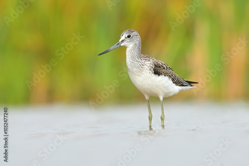 Common greenshank Trnga nebularia bird rain water in pond wetland wading shorebirds waders young nature wildlife cute darling, beautiful animal, lovely animal, ornithology, fauna wildlife Europe