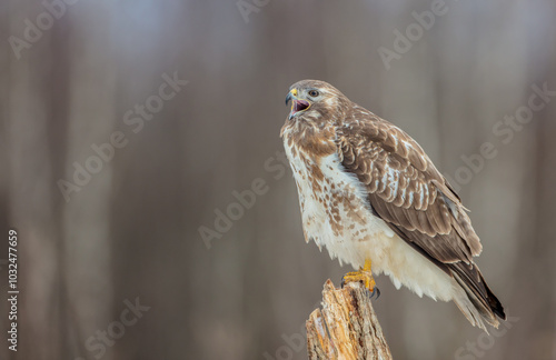 Wallpaper Mural Common Buzzard in winter at a wet forest Torontodigital.ca