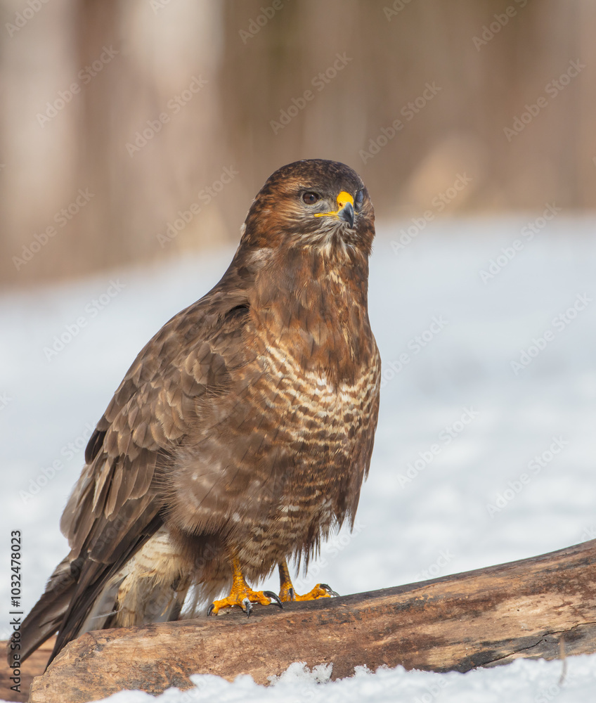 Common Buzzard in winter at a wet forest Common Buzzard in winter at a wet forest