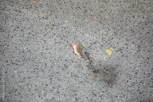 Dead rat run over on urban asphalt photo