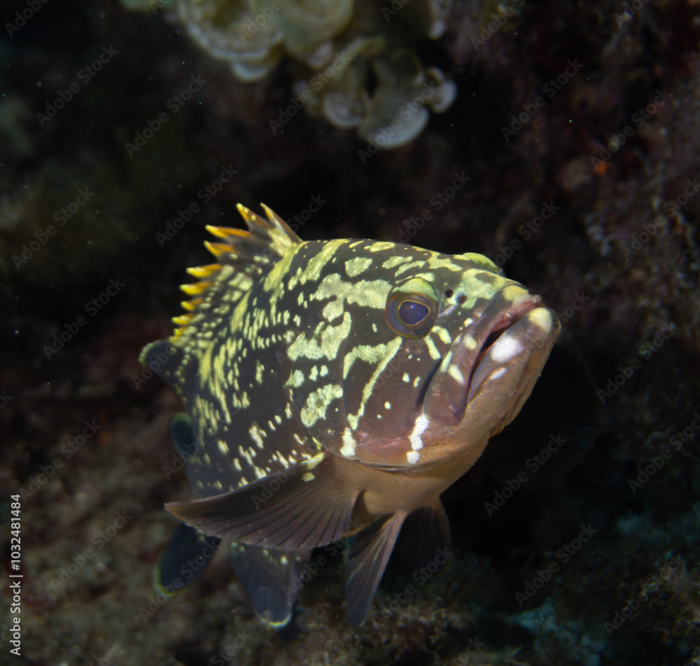 Cernia Bruna -
Epinephelus marginatus
Cernia Bruna -
Epinephelus marginatus