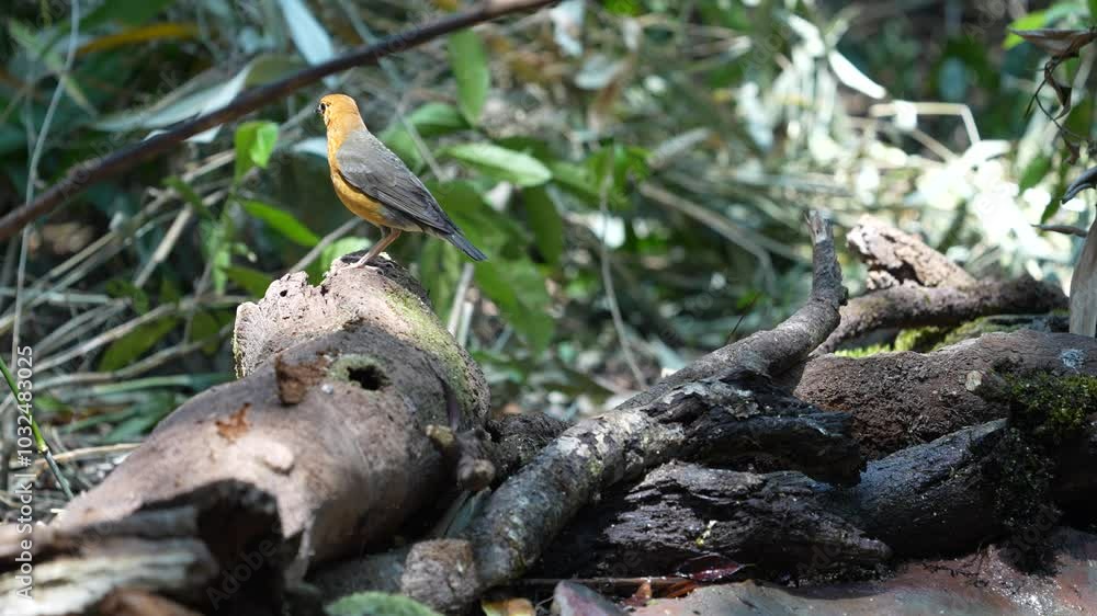 Orange-headed Thrush on stump birdwatching in the forest. Orange-headed Thrush on stump birdwatching in the forest.