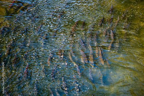 Salmon Homeward Bound 9