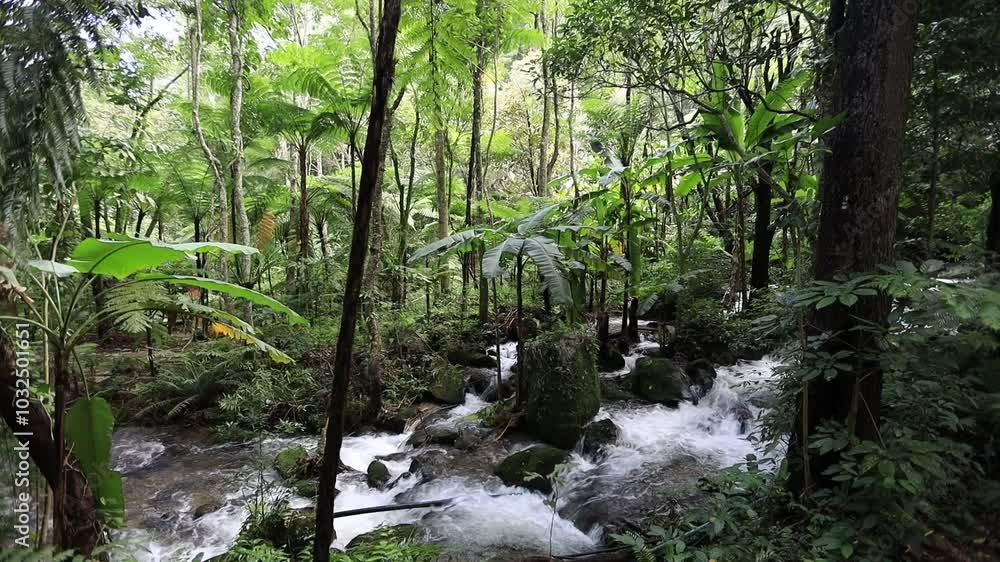 Natural video background of water from a high waterfall on a big mountain, amidst big trees in a tropical forest, with ferns, moss, flowers, cool and windy atmosphere during a nature trip. Natural video background of water from a high waterfall on a big mountain, amidst big trees in a tropical forest, with ferns, moss, flowers, cool and windy atmosphere during a nature trip.