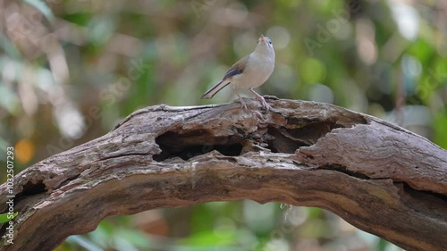 Blue-winged Minla  on stump birdwatching in the forest. photo