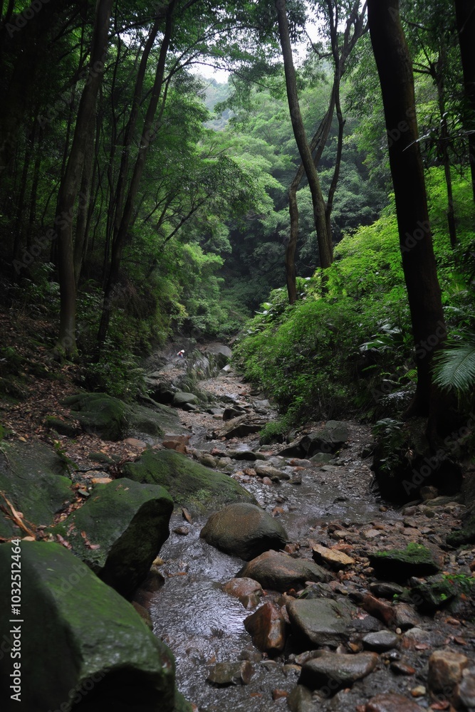 A forest path with a stream running through it. The water is murky and the rocks are scattered throughout the path. Scene is peaceful and serene, with the sound of the water A forest path with a stream running through it. The water is murky and the rocks are scattered throughout the path. Scene is peaceful and serene, with the sound of the water