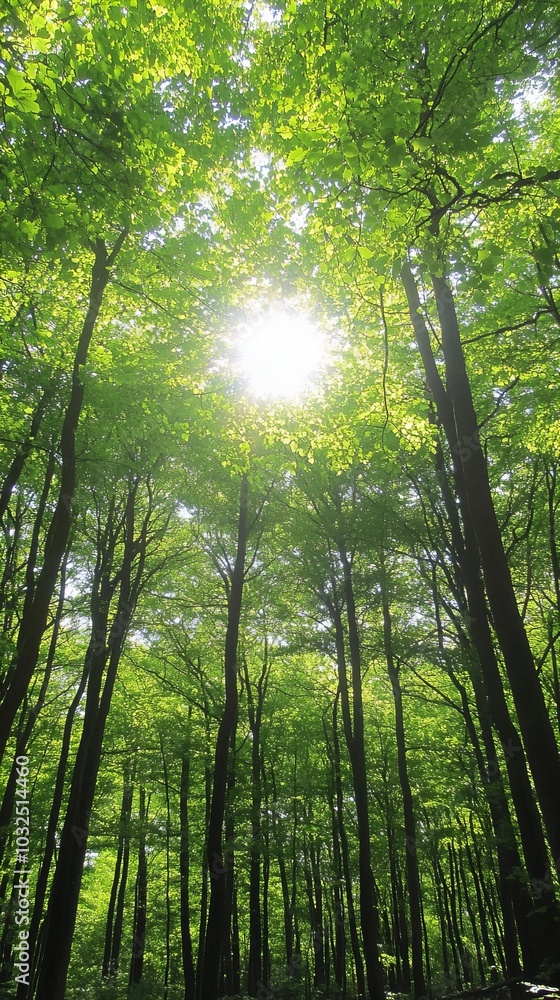 Sunlight peeks through a lush green forest canopy, creating a bright and airy atmosphere. Sunlight peeks through a lush green forest canopy, creating a bright and airy atmosphere.