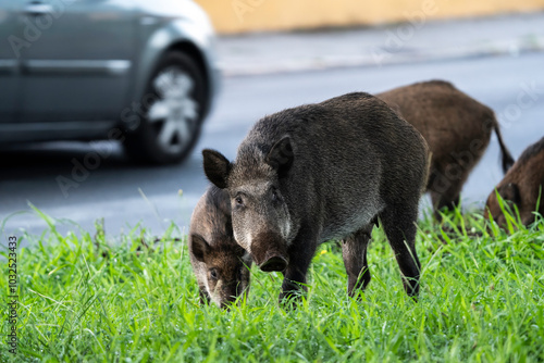 Billede på lærred Wild boar family foraging near an urban road, posing a potential hazard to traffic