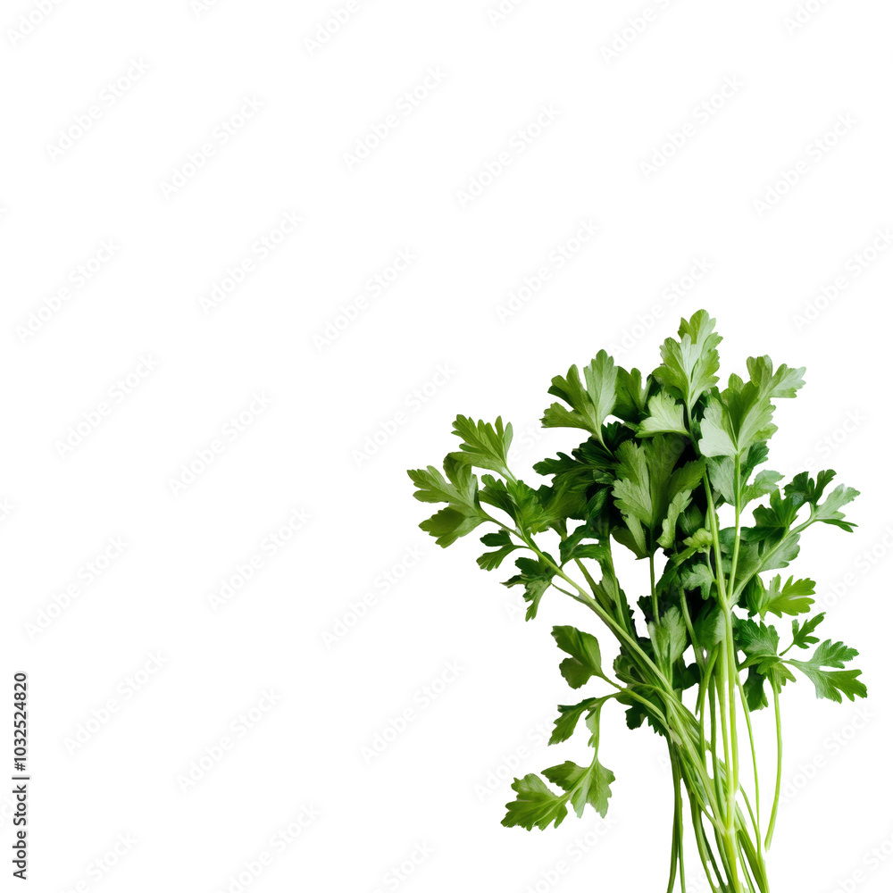 Fresh parsley on a transparent background ideal for culinary uses and healthy recipes, Parsley transparent background Fresh parsley on a transparent background ideal for culinary uses and healthy recipes, Parsley transparent background