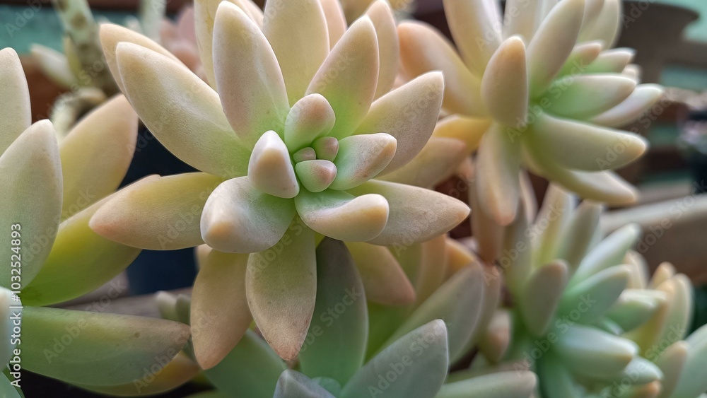 Succulent seeds of Adolphius Succulent seeds of Adolphius