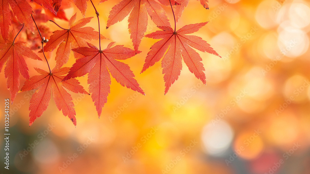 Blurry autumn background with a frame of colorful yellow and red oak foliage on a sunny day. Soft focus abstract image with beautiful bokeh and sunlight.
Blurry autumn background with a frame of colorful yellow and red oak foliage on a sunny day. Soft focus abstract image with beautiful bokeh and sunlight.