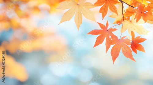  Blurry autumn background with a frame of colorful yellow and red oak foliage on a sunny day. Soft focus abstract image with beautiful bokeh and sunlight.