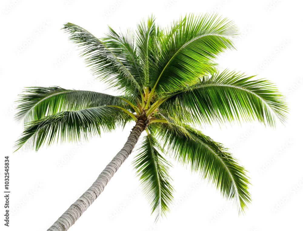 Fototapeta premium Lush palm tree against a clear sky isolated on transparent background