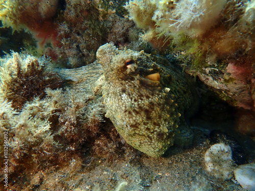 Wallpaper Mural Common octopus (Octopus vulgaris) hunting, Aegean Sea, Greece, Halkidiki, Pirgos beach Torontodigital.ca
