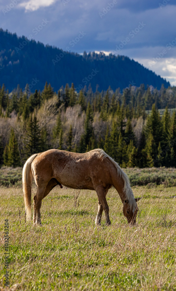 Wild Horse Grazing in Grand Teton National Park Landscape Wild Horse Grazing in Grand Teton National Park Landscape