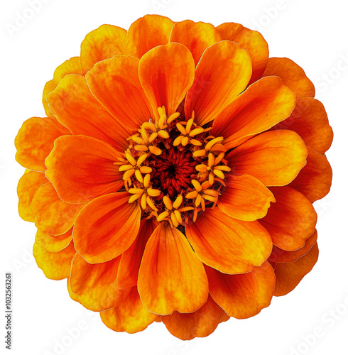 Vibrant orange flower blooming in sunlight isolated on transparent background