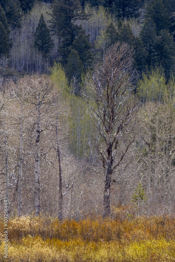 Fototapeta premium Peaceful Autumn Scene in Grand Teton, Wyoming Forest