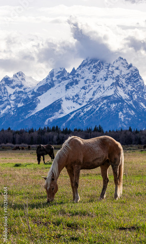 Serene Horse Grazing in Wyoming's Grand Teton Landscape