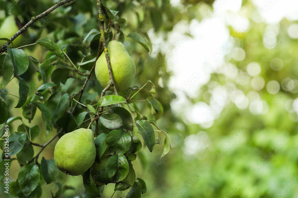Ripe pears growing on tree in garden, closeup. Space for text Ripe pears growing on tree in garden, closeup. Space for text