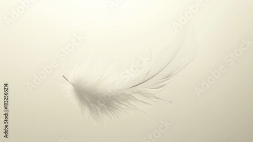 white feather on white background