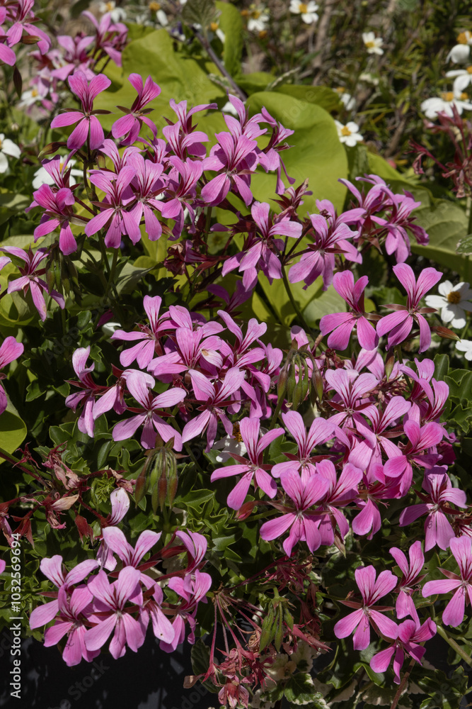 Géranium lierre mauve