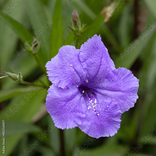 Fleur de Ruellia angustifolia photo