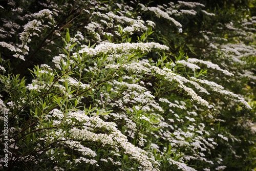 Spiraea x cinerea grefsheim Garland Spiraea - a shrub with branches full of small white flowers. photo