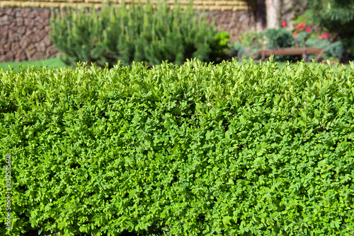 Green hedge of boxwood in the garden. Close-up. Nature background. photo