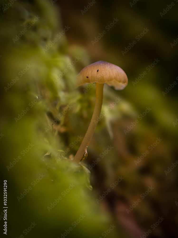 Mushroom in the moss of a tree. Mushroom in the moss of a tree.