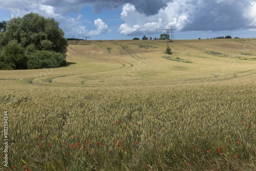 Fields and hills with wheat. Marlow. East Germany. Mecklenburg Vorpommern. photo