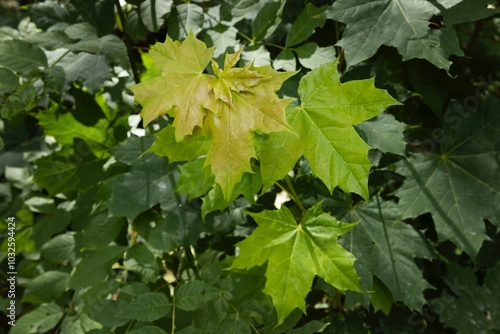 Leaves of Maplee tree. Marlow. East Germany. Mecklenburg Vorpommern. photo