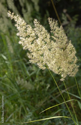 Grass. Marlow. East Germany. Mecklenburg Vorpommern. photo