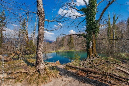 Beautiful forest in Plitvice lakes national park taken at early spring, Croatia photo