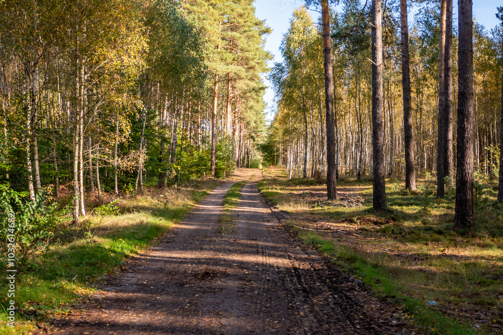 Obraz premium droga leśna