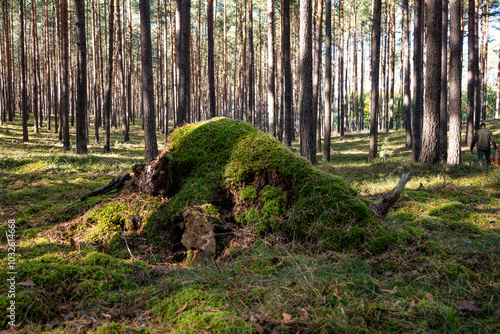Zarośnięty korzeń
