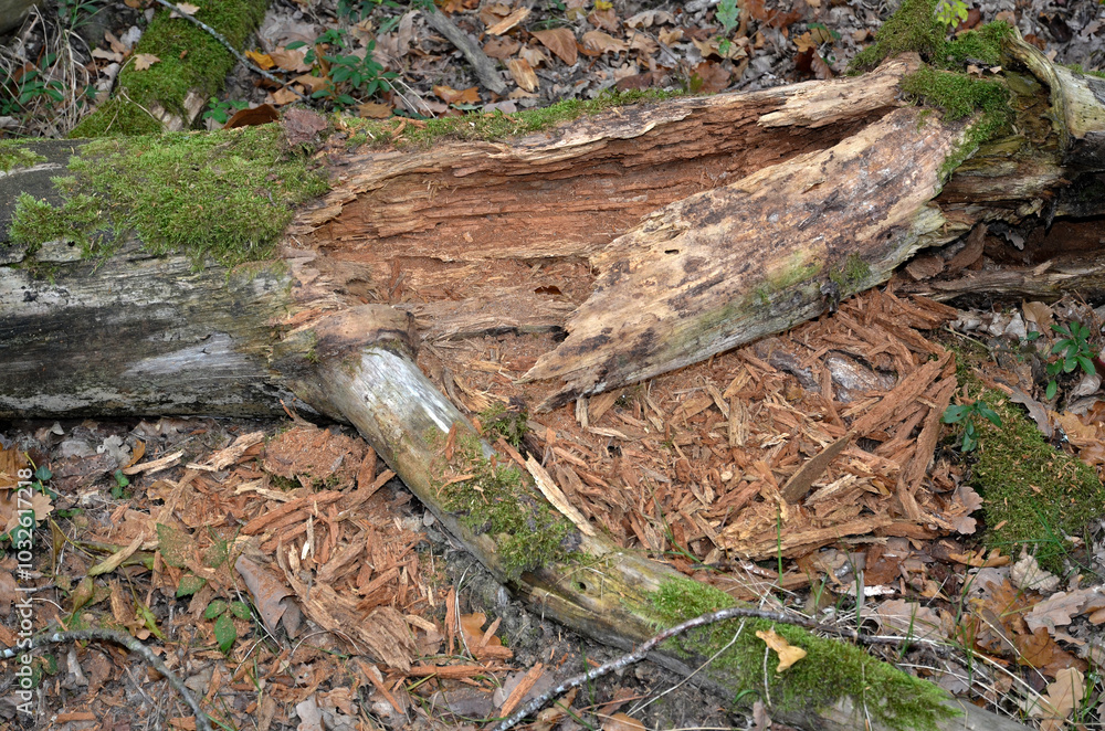 arbre mort mangé par les pics et les insectes arbre mort mangé par les pics et les insectes