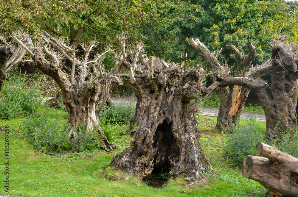 olivier mort, olea europaea, palais, jardin Chinois, les jardins du monde, Pairi Daiza , Domaine de Cambron, Brugelette, Belgique olivier mort, olea europaea, palais, jardin Chinois, les jardins du monde, Pairi Daiza , Domaine de Cambron, Brugelette, Belgique