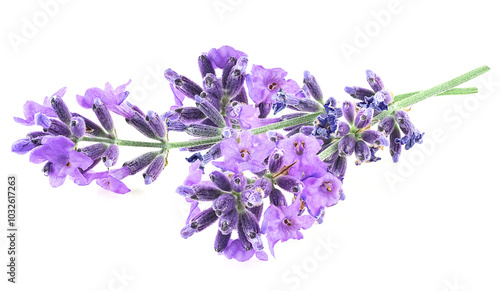 Lavender flower sprigs isolated on a white background. Bunch of fresh lavenders.