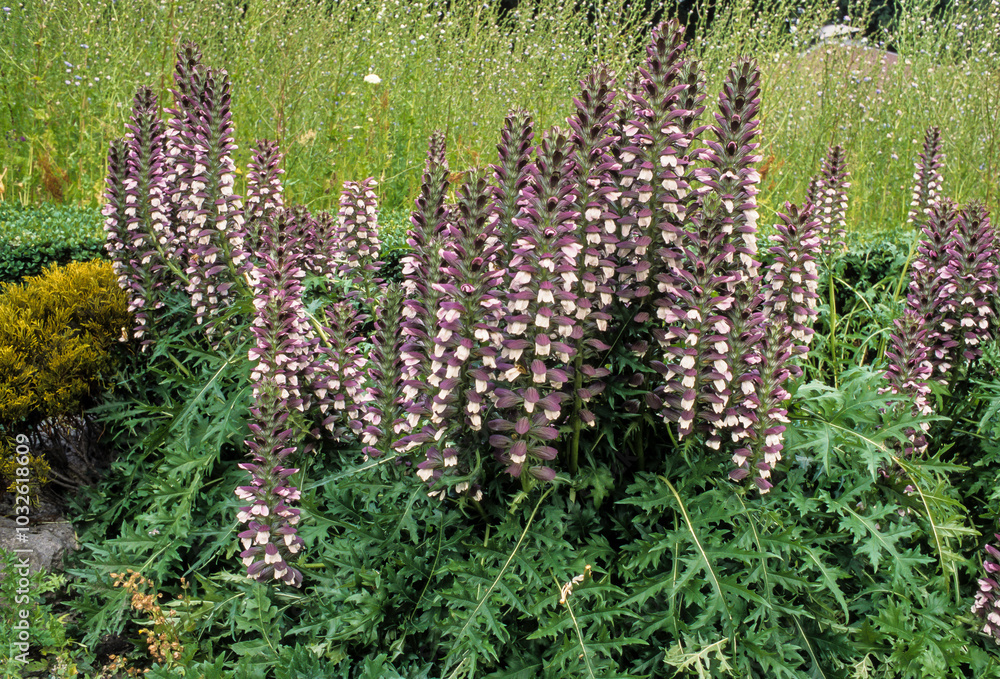 acanthe molle, Acanthus mollis acanthe molle, Acanthus mollis