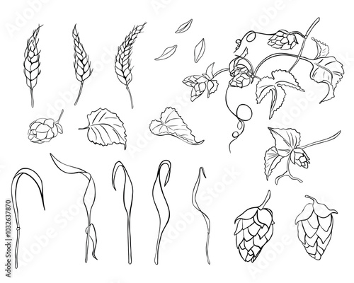 Set of wheat ear, hop cones on vine monochrome linear vector illustration isolated. Spikelet of rye, humulus plant black white hand drawn contour for design beer label, packaging, branding brewing.