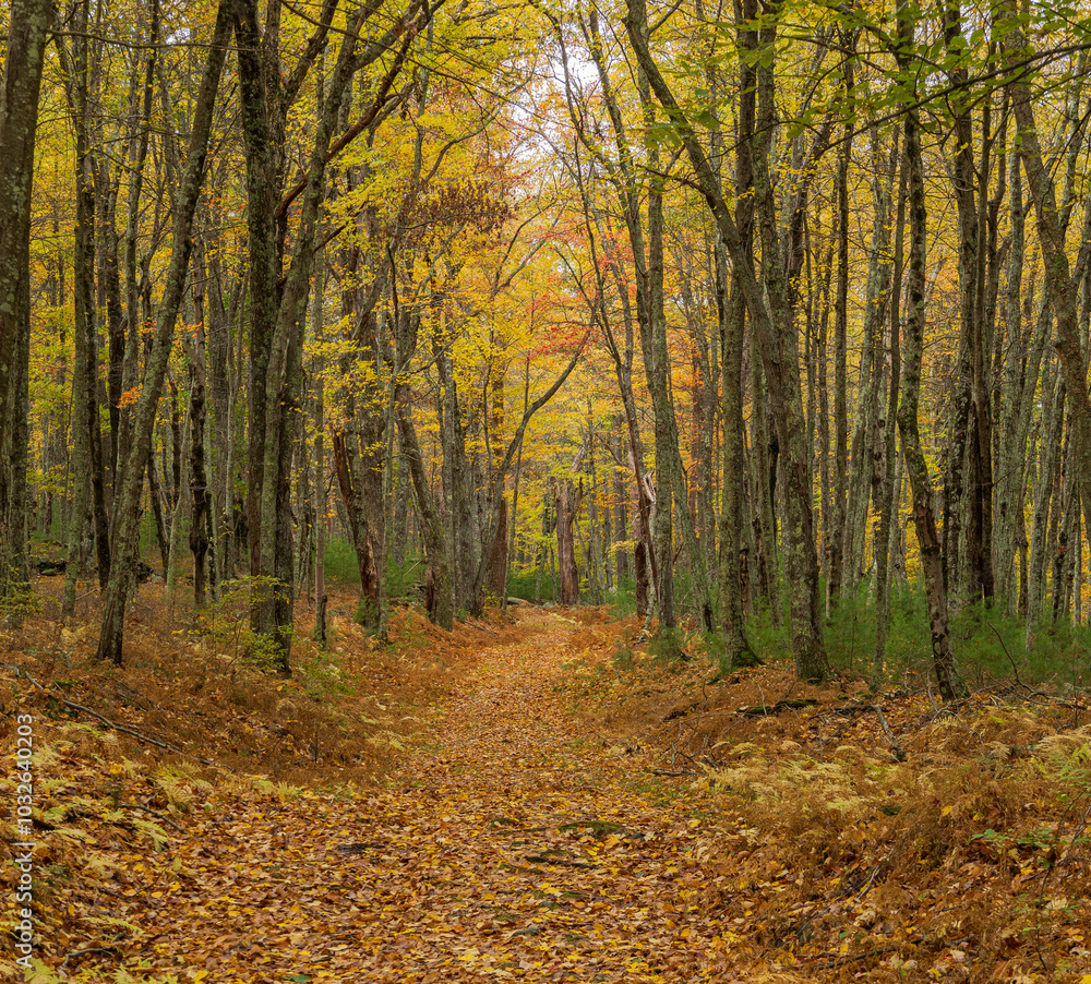 Obraz premium Path through a forest in autumn