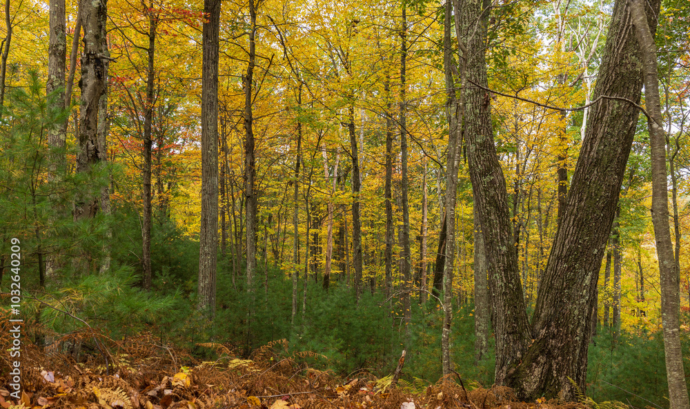 Obraz premium Deciduous and evergreen trees in autumn