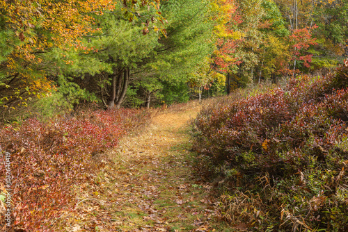 Autumn color framing a hiking trail photo